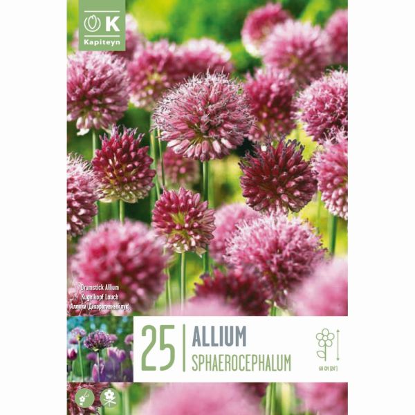 Allium Sphaerocephallum - 25 Bulbs
